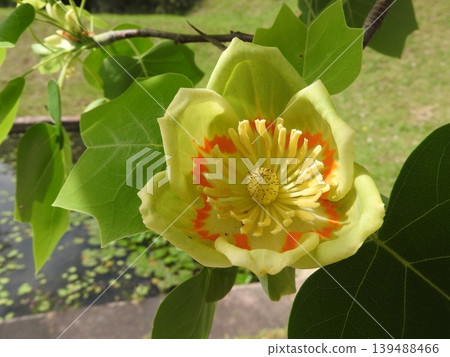 The flowers of the tulip tree, also known as the "lily tree." 139488466
