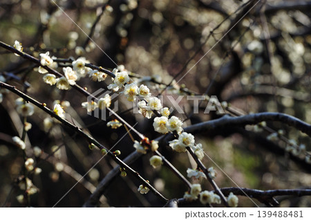 White plum blossoms blooming at Tatsuo Shrine 139488481