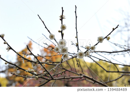 White plum blossoms blooming at Tatsuo Shrine White plum blossoms blooming at Tatsuo Shrine 139488489