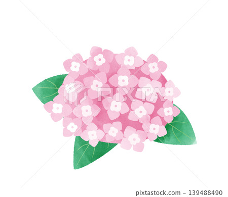 水彩風格的粉紅色繡球花插圖，風格化設計，透明背景。 139488490
