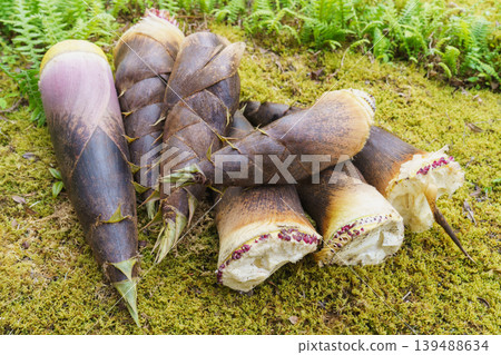 Bamboo shoot digging | Freshly picked bamboo shoots Bamboo shoot digging | Freshly picked bamboo shoots 139488634