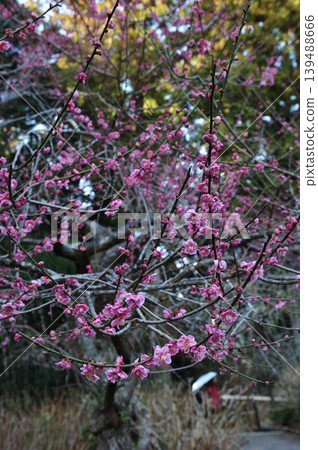 達雄神社盛開的垂枝紅梅花 達雄神社盛開的垂枝紅梅花 139488666