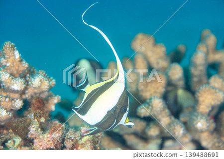 Unicornfish (Moorish Idol), Ogasawara Islands, Tokyo 139488691