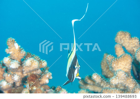 獨角魚(莫爾氏神仙魚),小笠原群島,東京 獨角魚(莫爾氏神仙魚),小笠原群島,東京 139488693