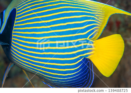 皇帝神仙魚(Pomacanthus fuscipes),小笠原群島,東京 皇帝神仙魚(Pomacanthus fuscipes),小笠原群島,東京 139488725