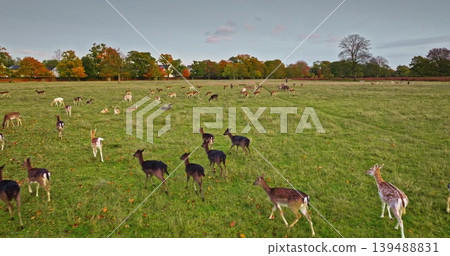 Large group of fallow deer running and grazing on green field park, during a colorful autumn sunset, creating a peaceful and natural scene. Wild animals nature landscape. Aerial drone 139488831