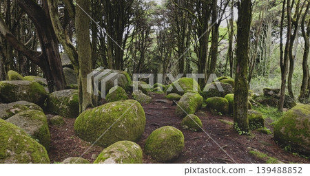 Sintra Cascais Natural Park mystical forest landscape, featuring ancient twisted trees and large granite boulders covered intensely with vibrant green moss. Natural background. Low angle drone flight 139488852