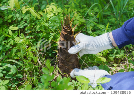 Bamboo shoots Bamboo shoots 139488956