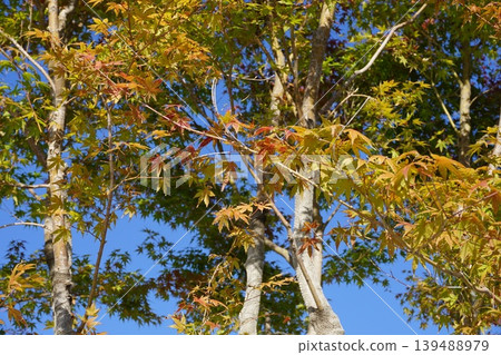 Autumn leaves and blue sky 139488979