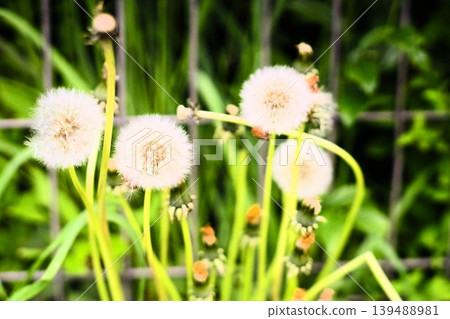 White dandelion seeds White dandelion seeds 139488981