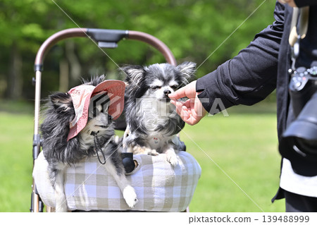 Traveling to a summer resort with my dog - Chihuahua Traveling to a summer resort with my dog - Chihuahua 139488999
