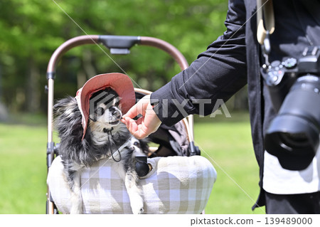 Traveling to a summer resort with my dog - Chihuahua Traveling to a summer resort with my dog - Chihuahua 139489000