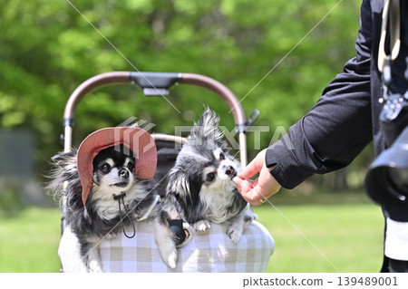 Traveling to a summer resort with my dog - Chihuahua Traveling to a summer resort with my dog - Chihuahua 139489001