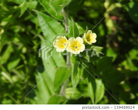 The flower of the "yellow-flowered purple" was also called a living jewel. 139489024