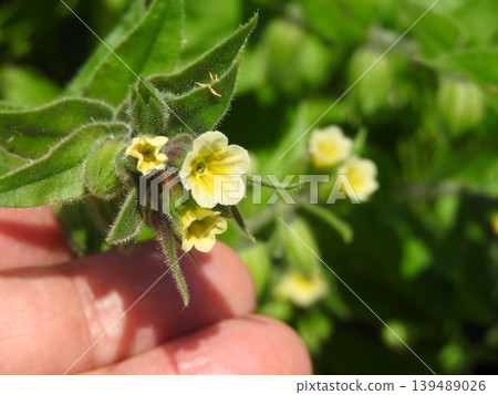 The flower of the "yellow-flowered purple" was also called a living jewel. 139489026