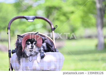 Traveling to a summer resort with my dog - Highlands, summer resort, Chihuahua Traveling to a summer resort with my dog - Highlands, summer resort, Chihuahua 139489126