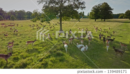 Large group of fallow deer including white deers grazing and resting under an oak tree shadow in green meadow during sunny summer day. Wild nature background, wildlife discovery. Drone flight 139489171
