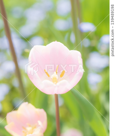 Pale pink tulips blooming in a spring flowerbed Pale pink tulips blooming in a spring flowerbed 139489198
