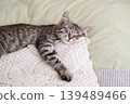 Peaceful tabby kitten sleeping soundly on white lace crochet pillow in cozy bed 139489466