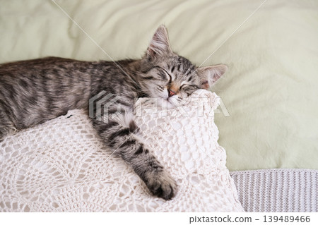 Peaceful tabby kitten sleeping soundly on white lace crochet pillow in cozy bed Peaceful tabby kitten sleeping soundly on white lace crochet pillow in cozy bed 139489466