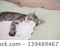 Peaceful tabby kitten sleeping soundly on white lace crochet pillow in cozy bed 139489467