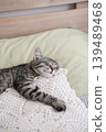 Peaceful tabby kitten sleeping soundly on white lace crochet pillow in cozy bed 139489468