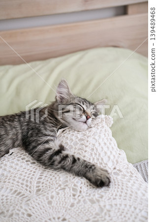 Peaceful tabby kitten sleeping soundly on white lace crochet pillow in cozy bed Peaceful tabby kitten sleeping soundly on white lace crochet pillow in cozy bed 139489468