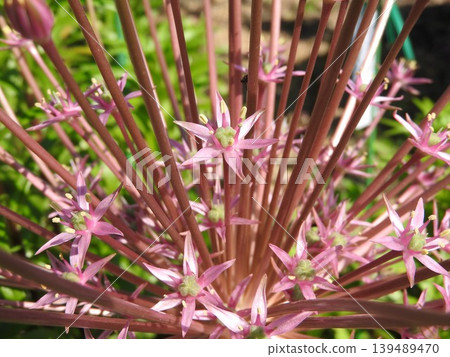 "Allium schuberti" with radially extending stems "Allium schuberti" with radially extending stems 139489470