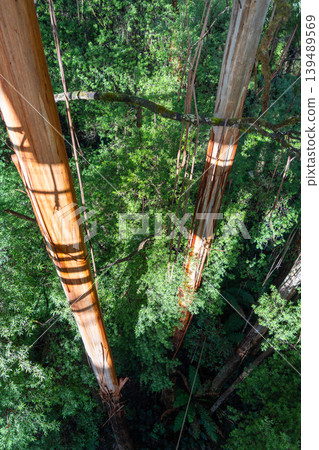 Eucalyptus forest view from a treetop walk in Great Otway National Park, Australia Eucalyptus forest view from a treetop walk in Great Otway National Park, Australia 139489569