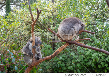 Two koalas resting on tree branches in Kangaroo Island, Australia Two koalas resting on tree branches in Kangaroo Island, Australia 139489583
