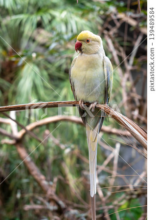 Rose-ringed parakeet perched on a branch on Kangaroo Island, Australia Rose-ringed parakeet perched on a branch on Kangaroo Island, Australia 139489584