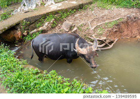 Buffalo standing in water in Toraja, Sulawesi, Indonesia Buffalo standing in water in Toraja, Sulawesi, Indonesia 139489595