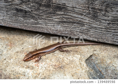 Japanese skink resting on stone in Takayama, Japan Japanese skink resting on stone in Takayama, Japan 139489598