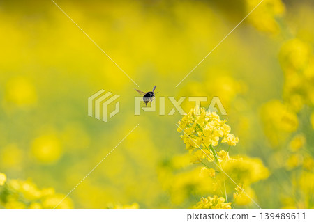 A spring scene of bees flying over a field of rapeseed flowers. A spring scene of bees flying over a field of rapeseed flowers. 139489611