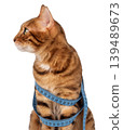 Bengal cat with measuring tape on body, pet weight control concept 139489673