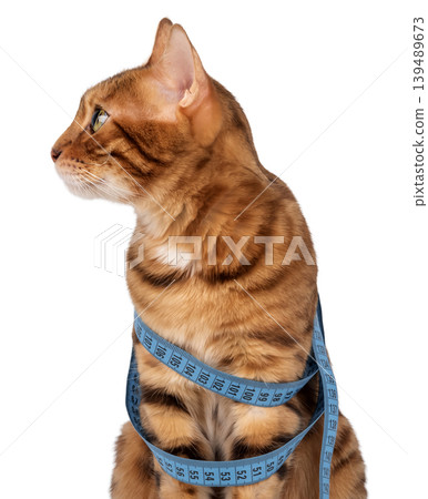Bengal cat with measuring tape on body, pet weight control concept Bengal cat with measuring tape on body, pet weight control concept 139489673