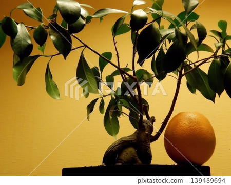 Oriental style composition with orange fruit under bonsai tree in wooden flower pot Oriental style composition with orange fruit under bonsai tree in wooden flower pot 139489694