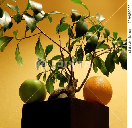 Japan style composition with fruits under bonsai tree in wooden flower pot 139489695