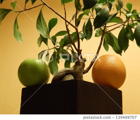 Orange and apple fruits on square wooden flower pot with bonsai tree Orange and apple fruits on square wooden flower pot with bonsai tree 139489707