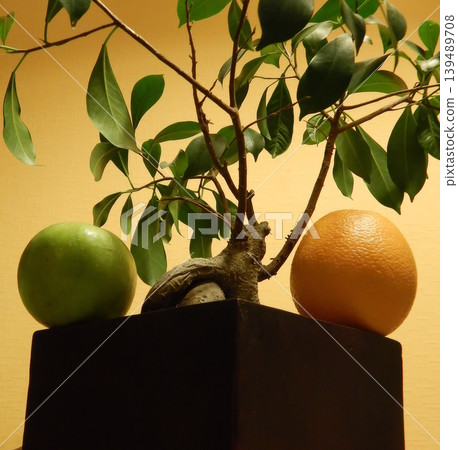 Whole orange and apple on a ficus bonsai in square wooden pot Whole orange and apple on a ficus bonsai in square wooden pot 139489708