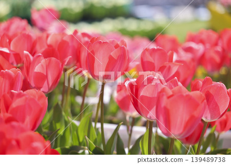Tulips in full bloom in the park Tulips in full bloom in the park 139489738