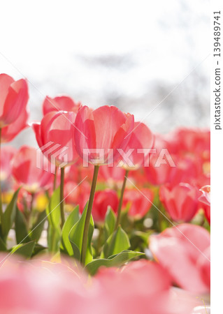 Tulips in full bloom in the park Tulips in full bloom in the park 139489741