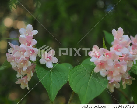 Weigela flowers blooming in the mountains Weigela flowers blooming in the mountains 139489759