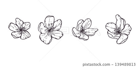 Set of hand drawn apple flower heads vector isolated illustration. Blooming spring blossoms clip art. Graphic sketch element for wedding invitation, greeting card and botanical design. Top view Set of hand drawn apple flower heads vector isolated illustration. Blooming spring blossoms clip art. Graphic sketch element for wedding invitation, greeting card and botanical design. Top view 139489813