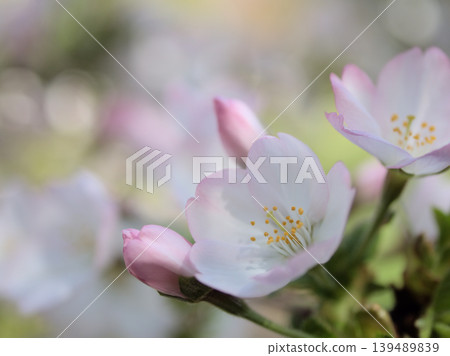 禦殿場美麗的粉紅色櫻花，被稱為“禦殿場櫻”，在四月盛開。 139489839