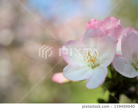 禦殿場美麗的粉紅色櫻花，被稱為“禦殿場櫻”，在四月盛開。 139489840