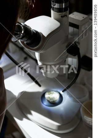 Person observing a sample in a petri dish under a binocular microscope, illustrating scientific research in a lab. 139489856