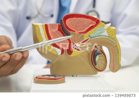 Male reproductive system, Asian doctor holding human anatomy model. Male reproductive system, Asian doctor holding human anatomy model. 139489873