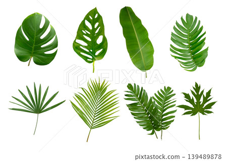 Banana, palm and momstera green leaf tropical plant isolated on white background. Banana, palm and momstera green leaf tropical plant isolated on white background. 139489878