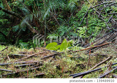 Fallen Bamboo Covering Forest Floor After Spring Harvest in Taiwan 139489910